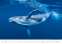 Nástěnný kalendář 2026 Deep Blue