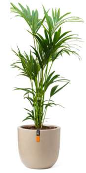 Rostlina Howea - solitérní velká, květináč béžový