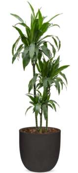 Rostlina Dracaena - solitérní velká, květináč černý