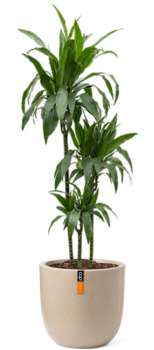 Rostlina Dracaena - solitérní velká, květináč béžový