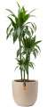 Rostlina Dracaena - solitérní velká, květináč béžový
