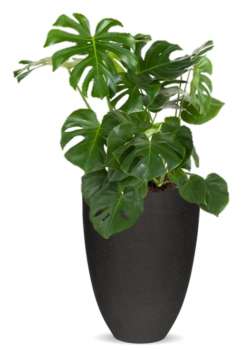 Rostlina Monstera - solitérní střední, květináč černý
