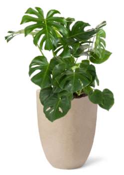 Rostlina Monstera - solitérní střední, květináč béžový