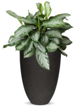 Rostlina Aglaonema - solitérní střední, květináč černý