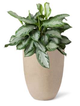 Rostlina Aglaonema - solitérní střední, květináč béžový