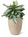 Rostlina Aglaonema - solitérní střední, květináč béžový