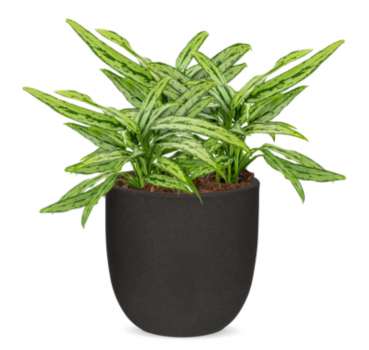 Rostlina Aglaonema - solitérní malá, květináč černý