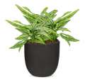 Rostlina Aglaonema - solitérní malá, květináč černý