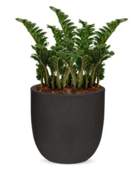 Rostlina Zamioculcas - solitérní malá, květináč černý
