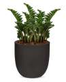 Rostlina Zamioculcas - solitérní malá, květináč černý
