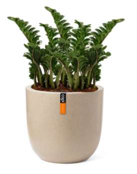 Rostlina Zamioculcas - solitérní malá, květináč béžový