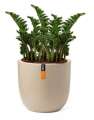 Rostlina Zamioculcas - solitérní malá, květináč béžový
