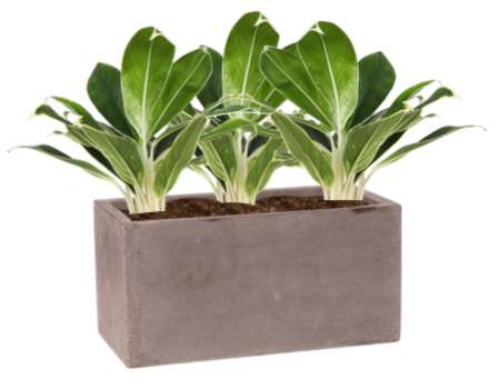 Rostlina Aglaonema - květináč taupe