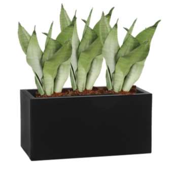 Rostlina Sansevieria - květináč černý
