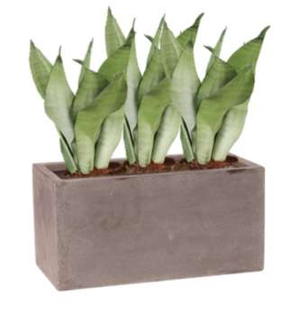 Rostlina Sansevieria - květináč taupe