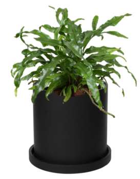 Rostlina Microsorum - malá, květináč černý