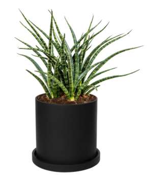 Rostlina Sansevieria - malá, květináč černý
