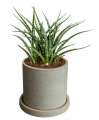 Rostlina Sansevieria - malá, květináč pískový