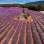 Nástěnný kalendář 2027 Provence, LP