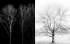 Nástěnný kalendář 2017 Black & White