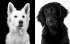 Nástěnný kalendář 2017 Black & White